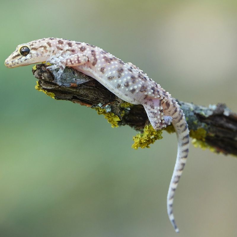 House Geckos Became Common For A Reason