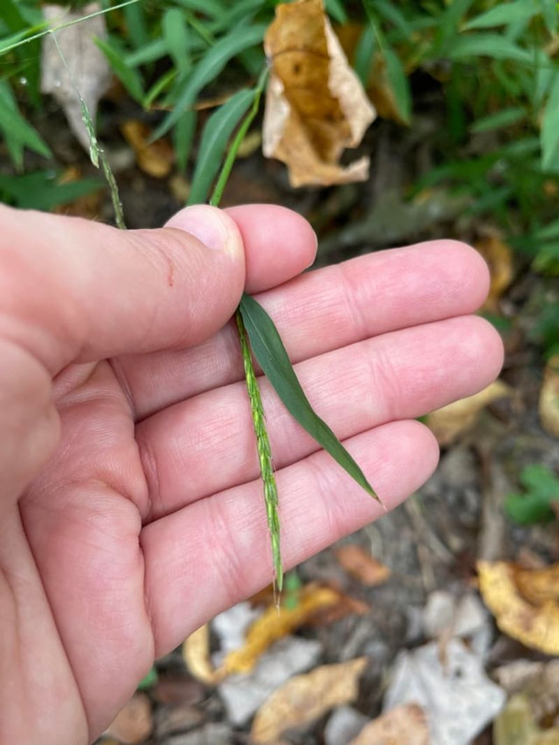 How A Single Plant's Seeds Spread So Fast