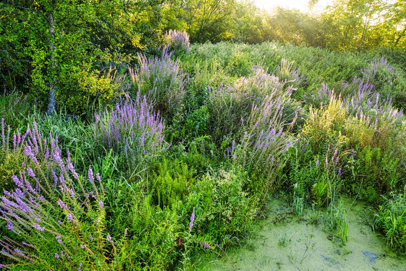 How Alabama Yards Are Embracing This Movement