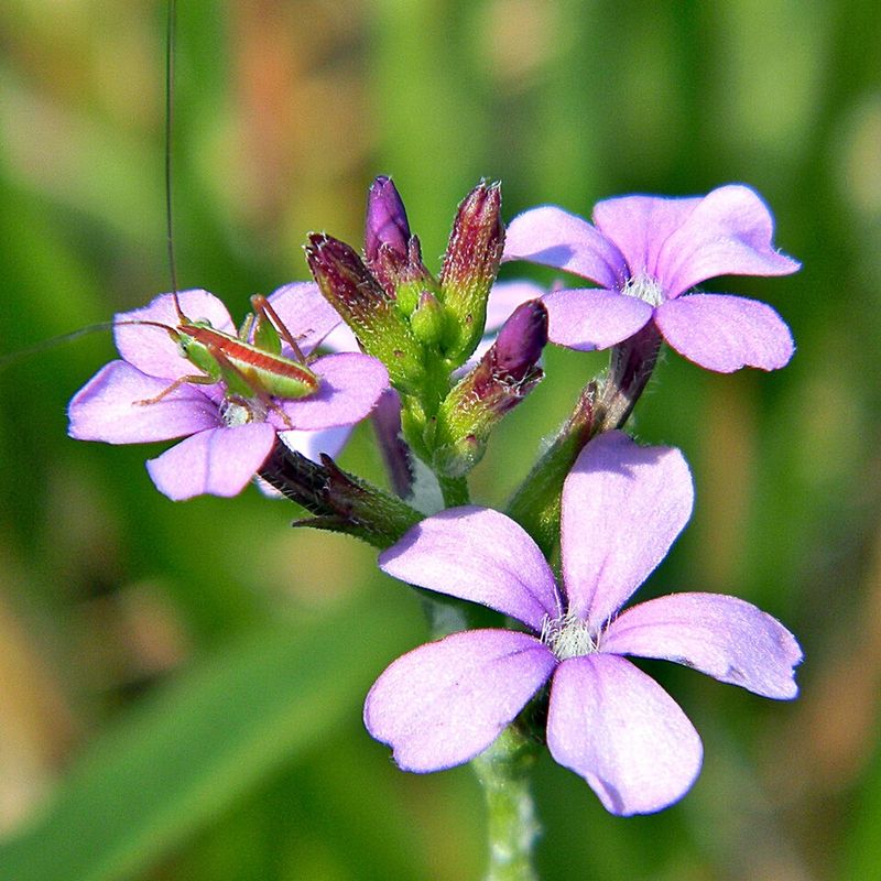 How American Bluehearts Attach To Host Plant Roots