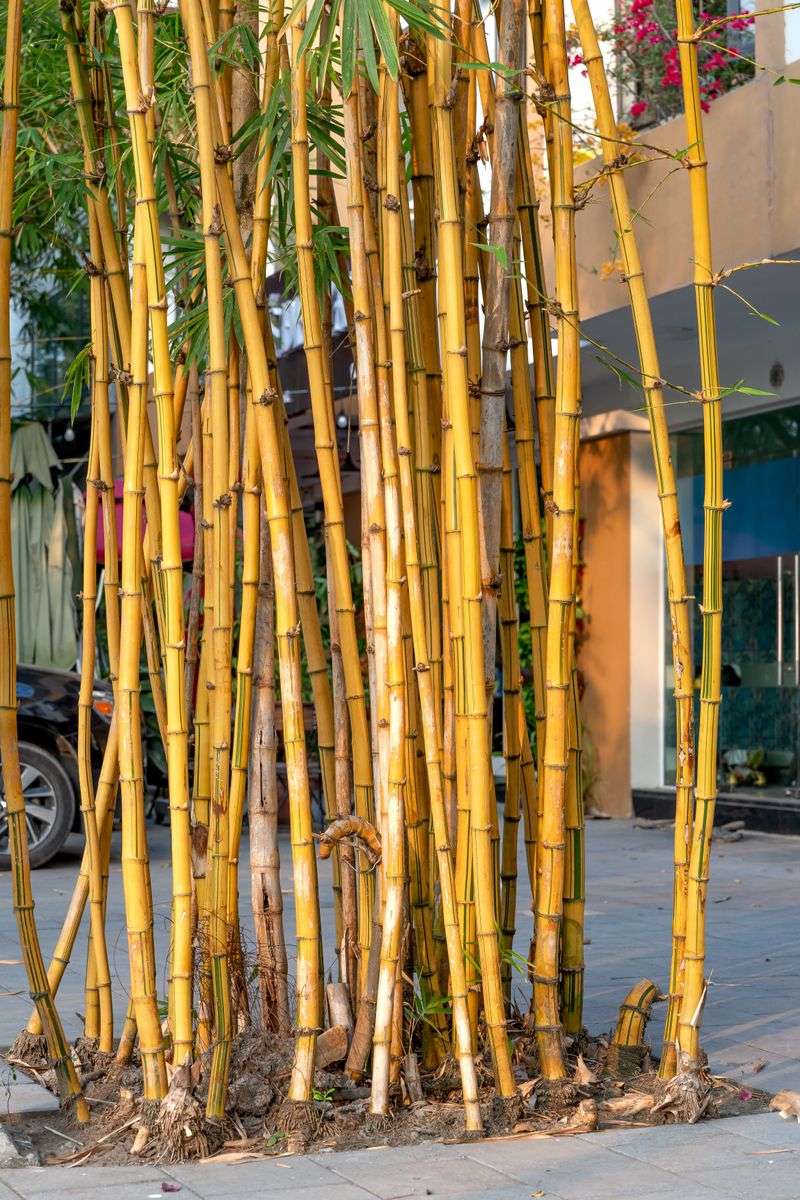 How Bamboo Spreads Through Underground Runners How Bamboo Spreads Through Underground Runners