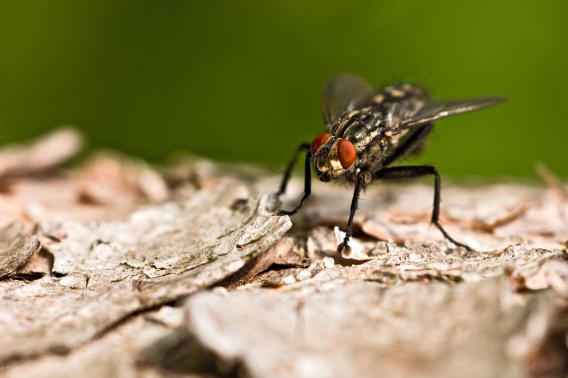How Basil's Scent Works Against Flies