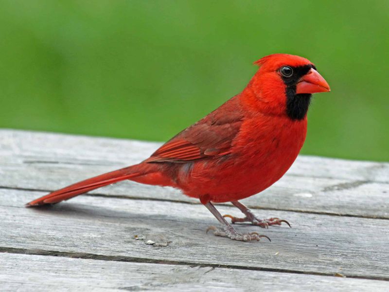 How Cardinals Choose Which Yards To Visit How Cardinals Choose Which Yards To Visit