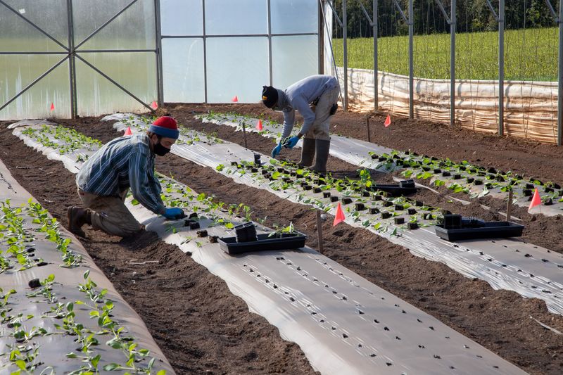 How Connecticut Growers Discovered The Practice