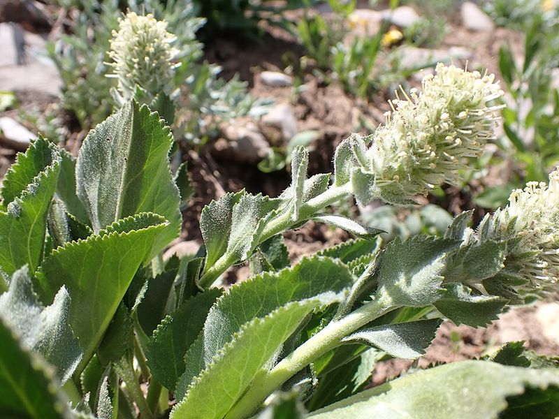 How Conservation Efforts Are Helping It Survive How Conservation Efforts Are Helping It Survive