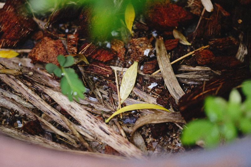How Damp Mulch And Debris Invite Roaches In
