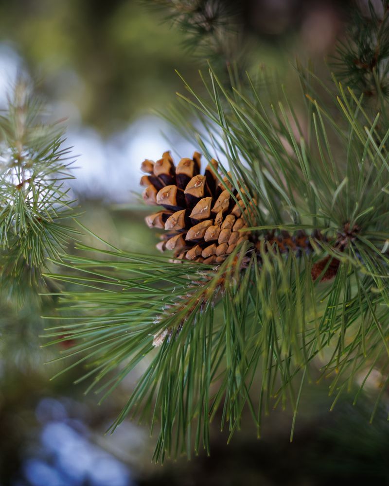 How Eastern White Pine Supports Local Wildlife