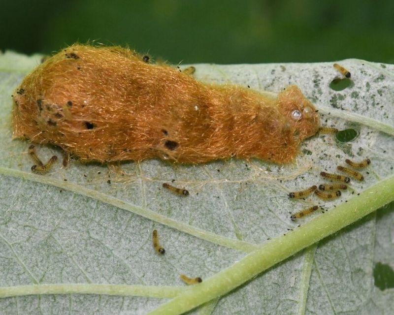How Eggs Hatch And Caterpillars Emerge In Late Summer How Eggs Hatch And Caterpillars Emerge In Late Summer