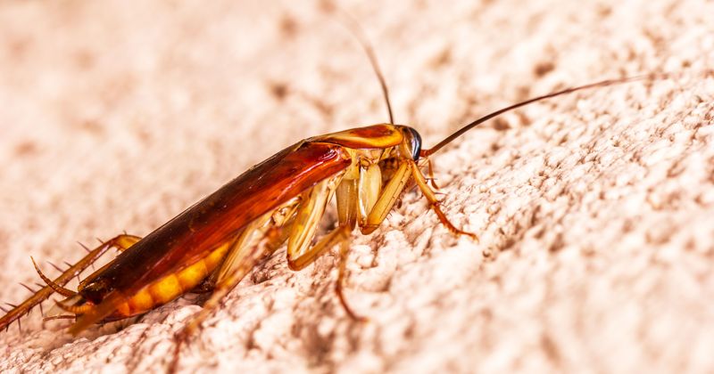 How Excess Moisture Attracts Roaches Fast