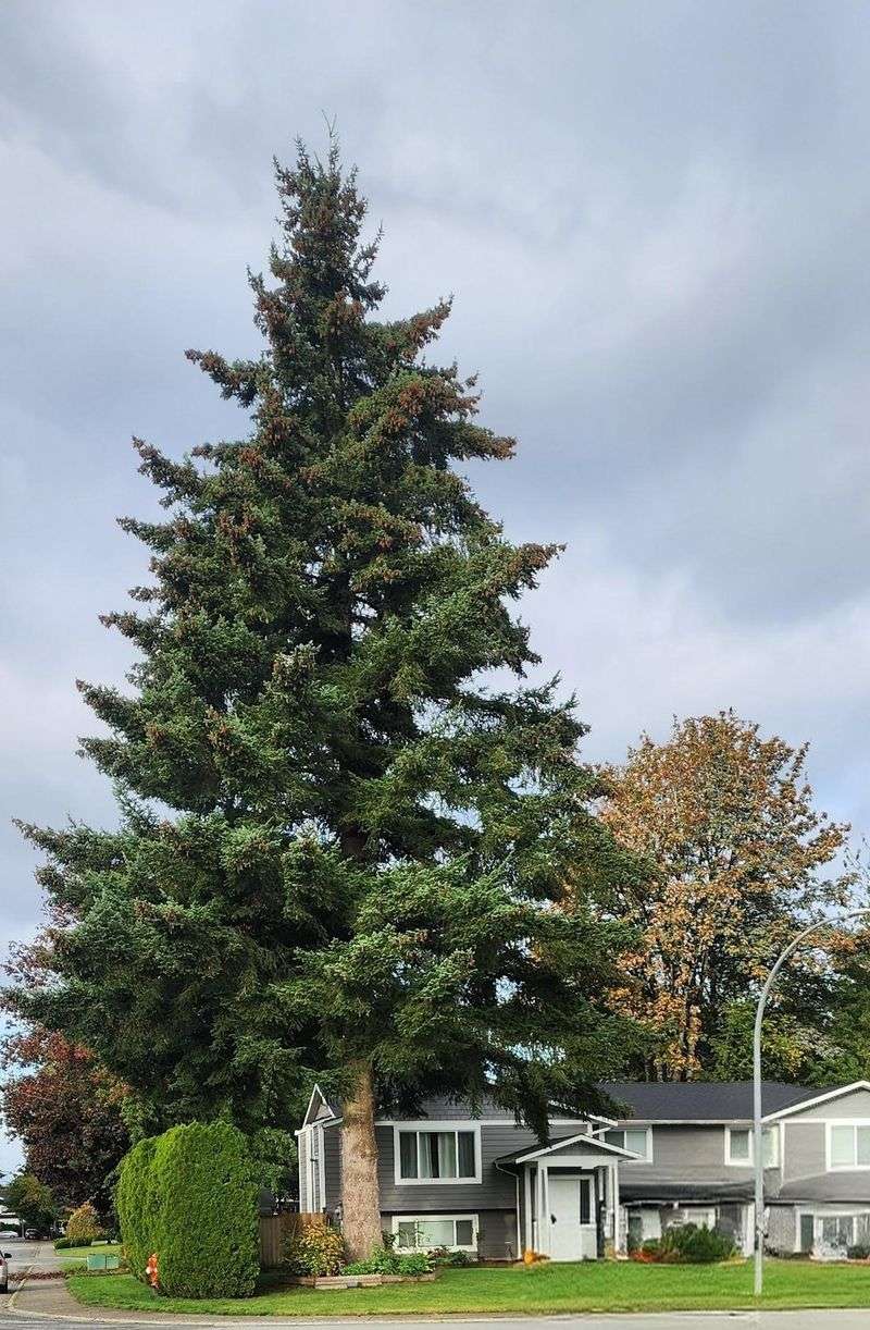 How Far Branches Should Stay From The House How Far Branches Should Stay From The House