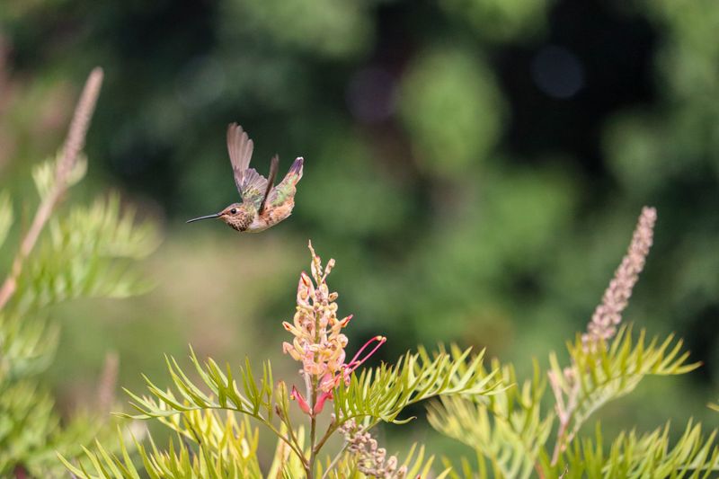 How Far These Small Birds Actually Travel