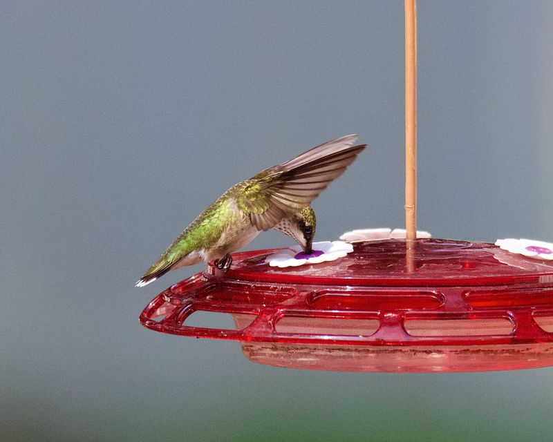 How Feeder Activity Changes Before Migration How Feeder Activity Changes Before Migration
