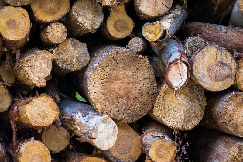 How Firewood Movement Spreads The Infestation
