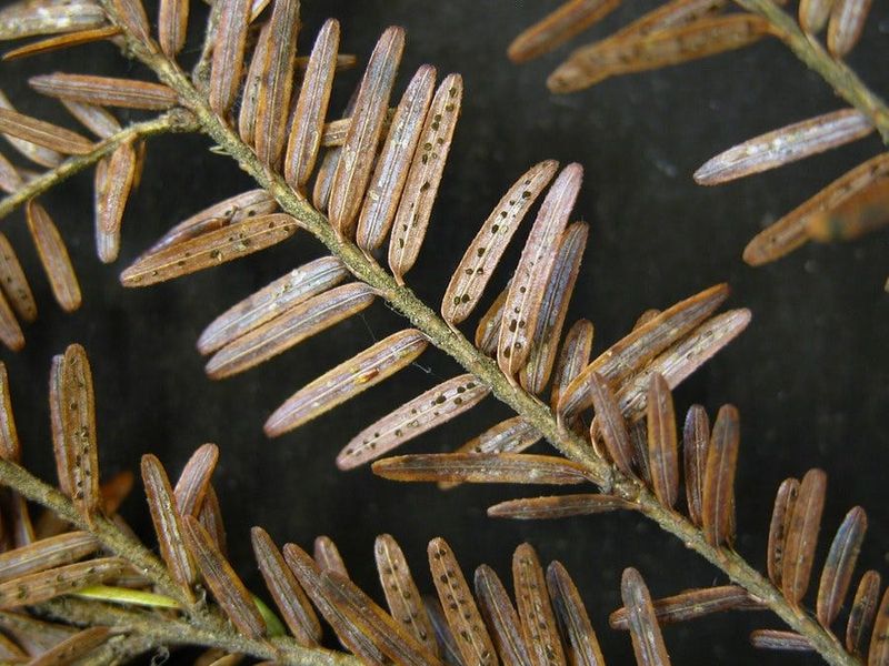 How Infestation Affects Hemlock Health How Infestation Affects Hemlock Health
