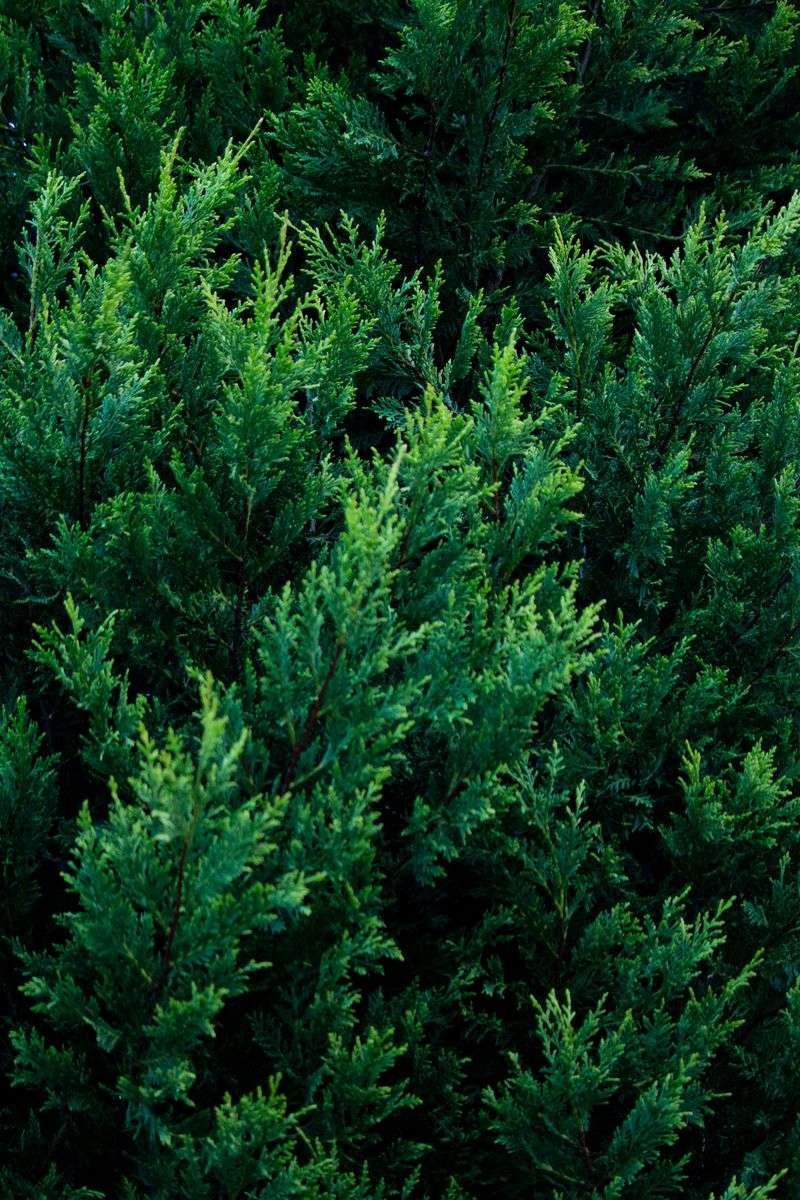How It Compares To Arborvitae And Other Privacy Trees