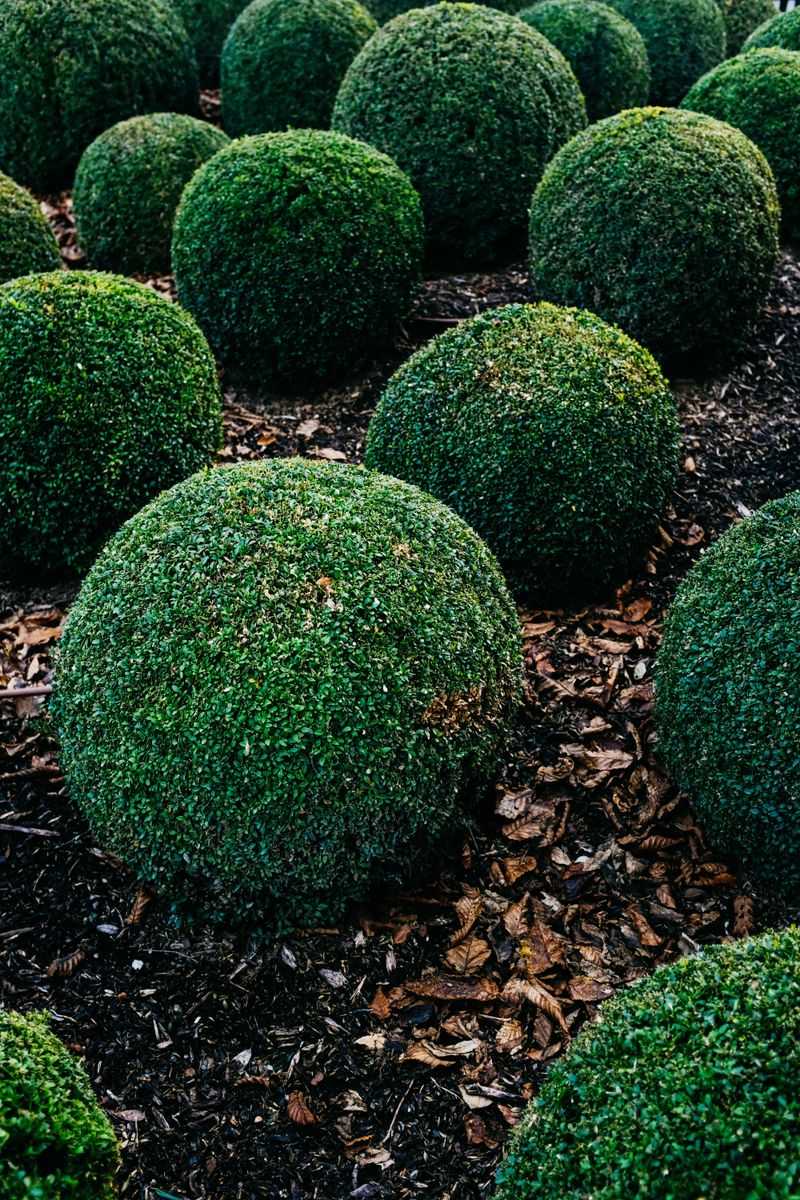 How It Compares To Traditional Boxwood