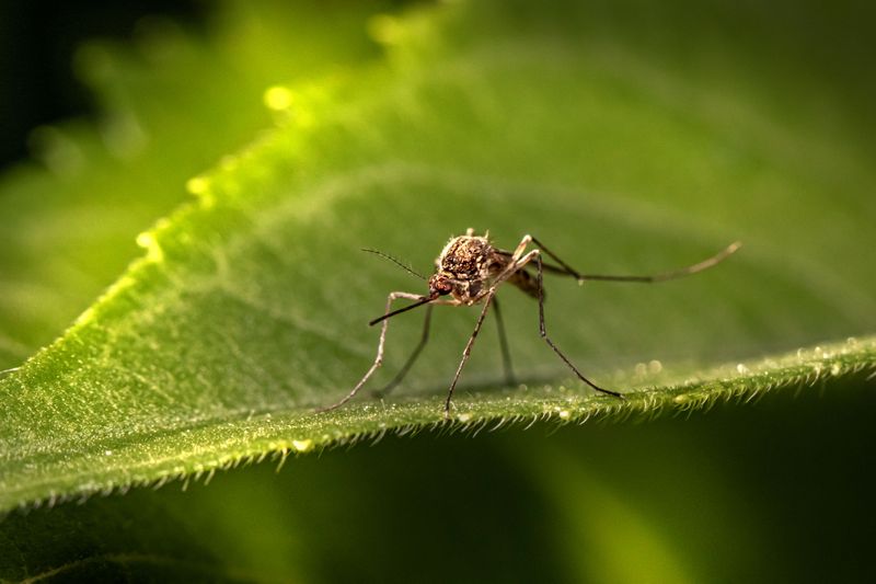 How It Naturally Repels Mosquitoes And Pests How It Naturally Repels Mosquitoes And Pests