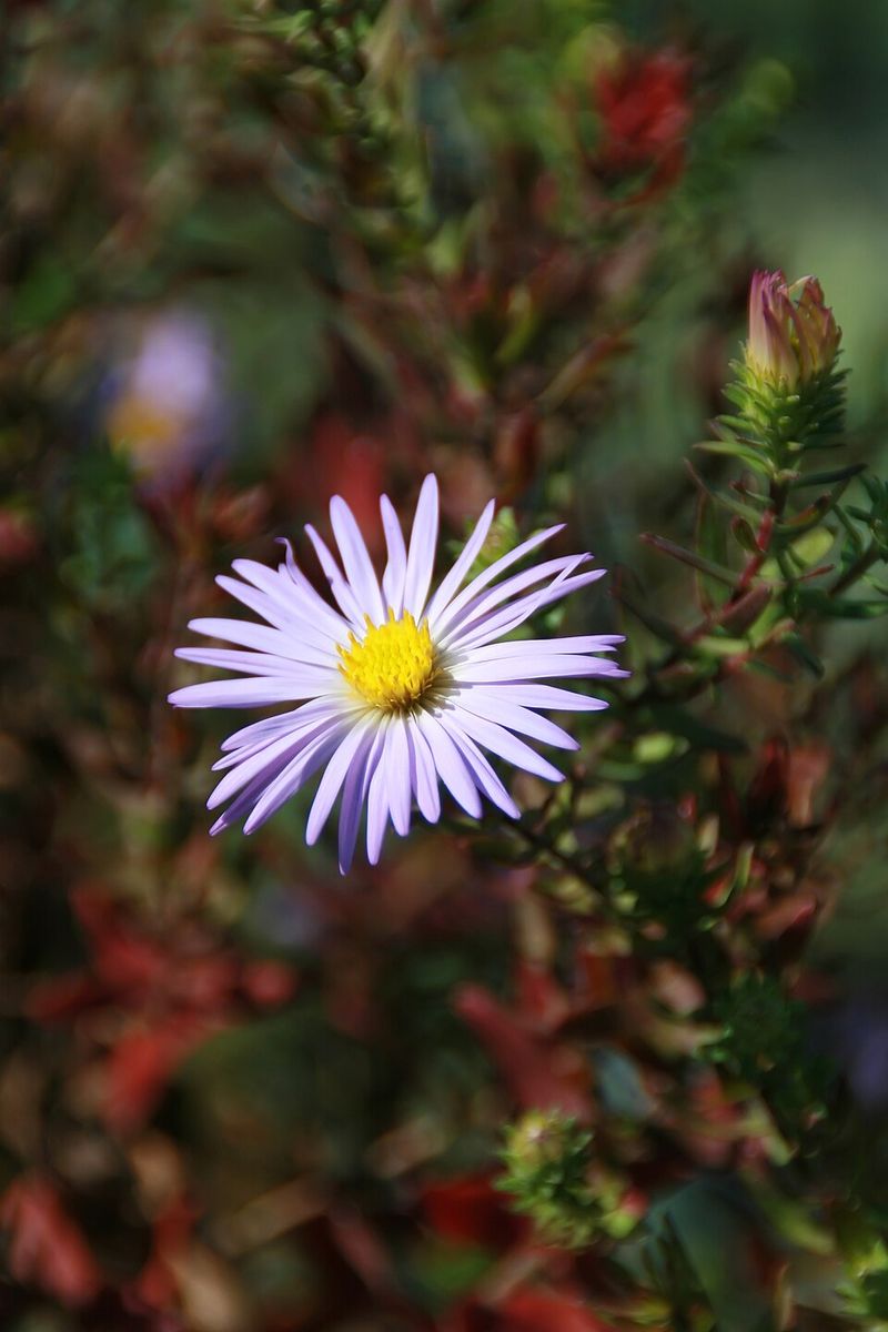 How It Supports Pollinators Into Fall