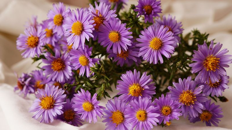 How It Supports Pollinators Through Frost