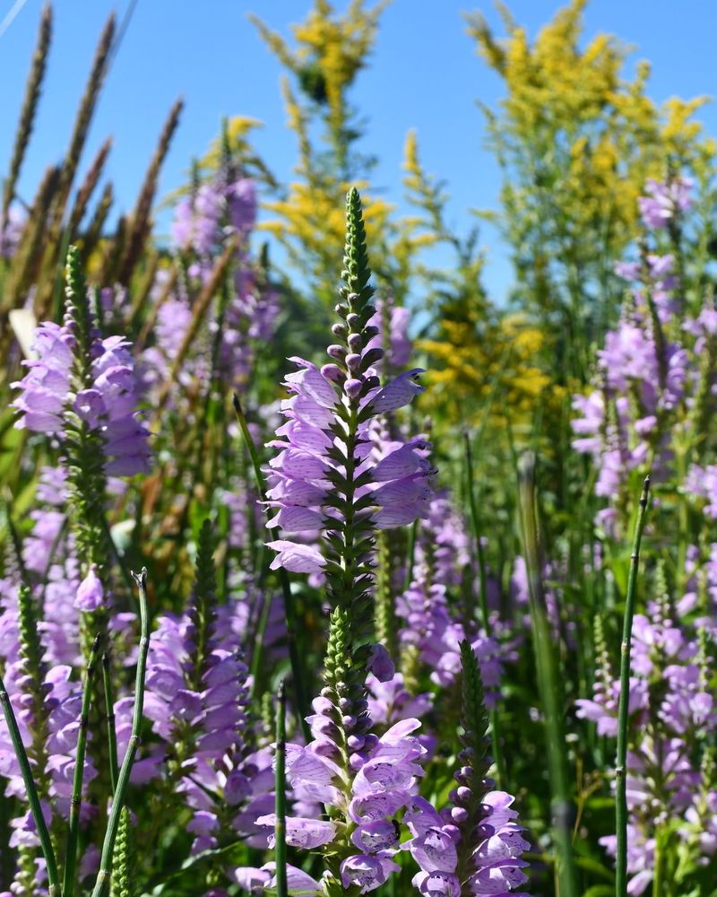 How It Turns Wet Clay Soil Into A Blooming Paradise How It Turns Wet Clay Soil Into A Blooming Paradise