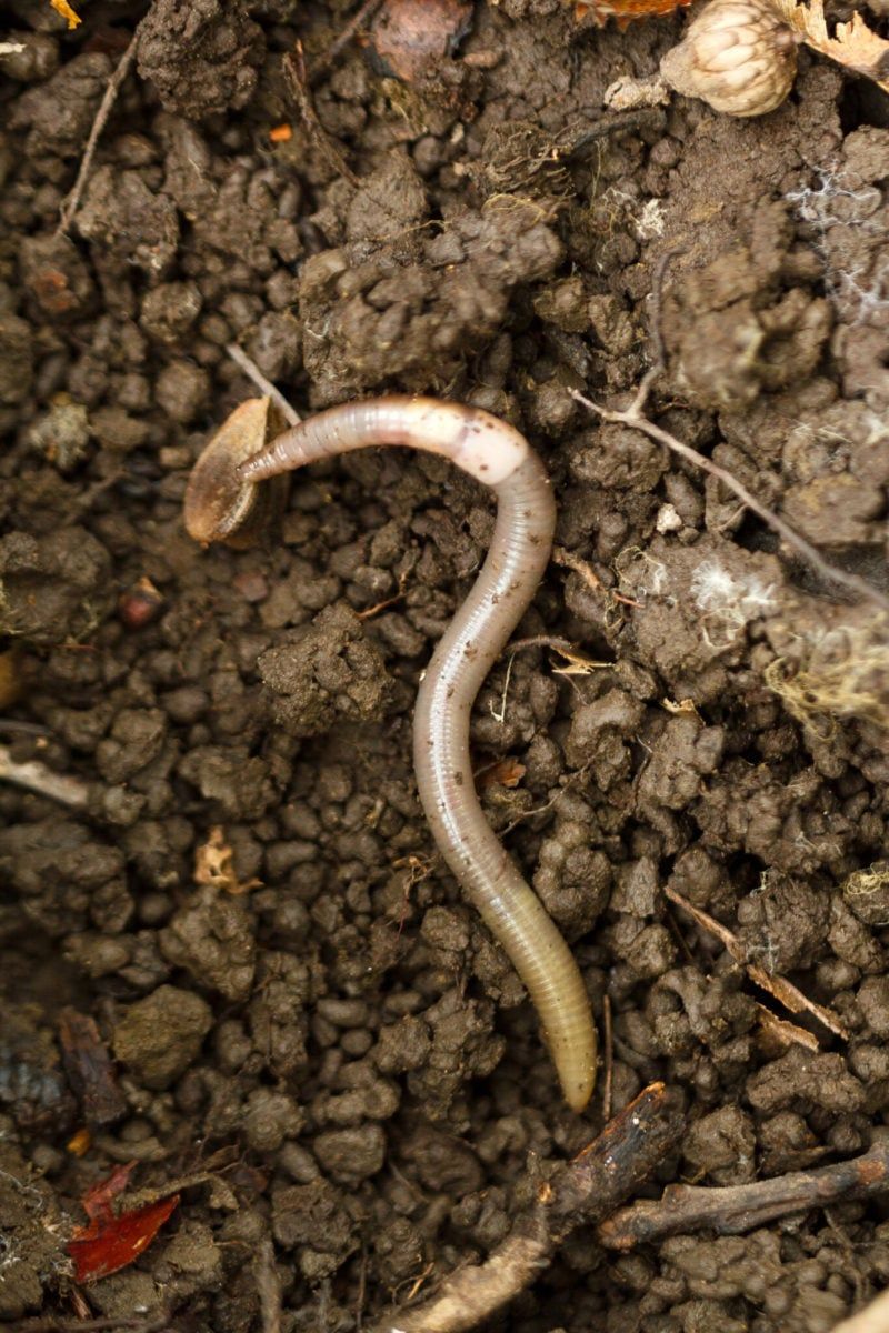 How Jumping Worms Hitch A Ride Into Your Yard