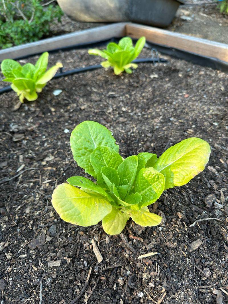 How Long Seedlings Actually Need Protection Before Hardening Off