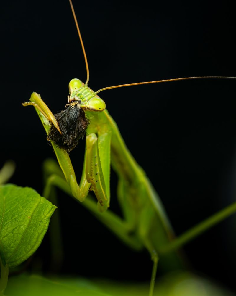 How Mantises Help Control Garden Pests