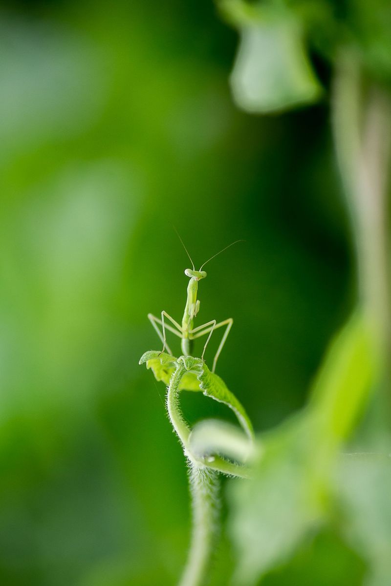How Maryland's Climate Supports Mantis Populations How Maryland's Climate Supports Mantis Populations