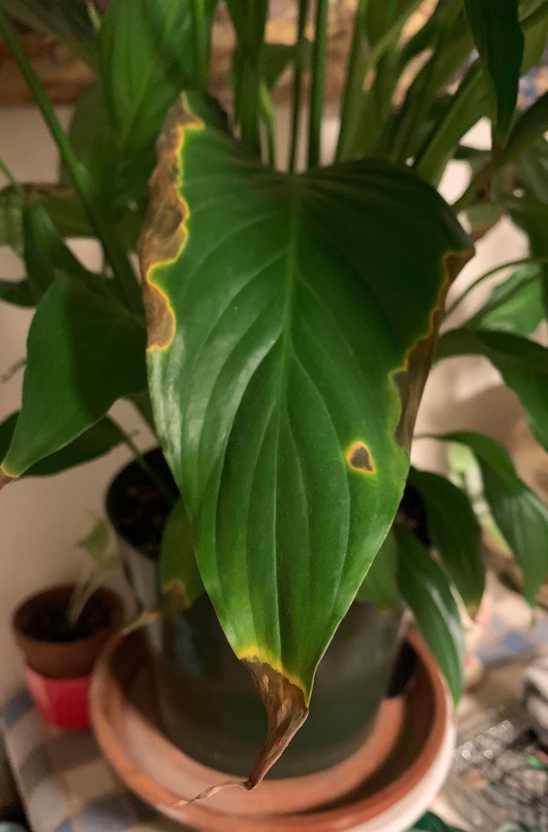How Mineral And Salt Buildup Damages Leaves