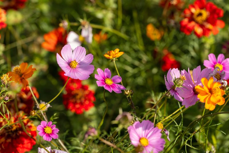 How Missouri's Late Summer Bloom Cycle Helps How Missouri's Late Summer Bloom Cycle Helps