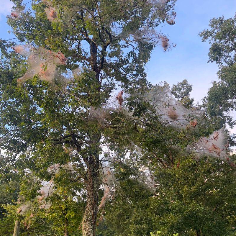 How Much Damage A Heavy Web Season Actually Causes