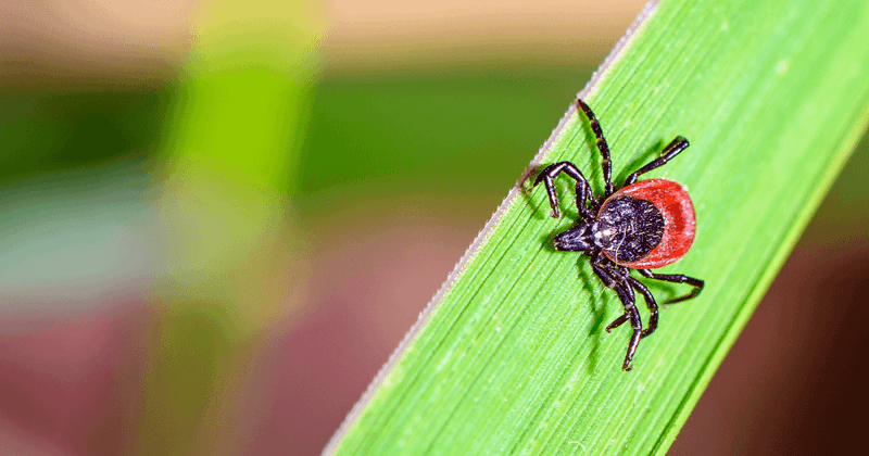 How Mulch Placement Attracts Rodents And Ticks How Mulch Placement Attracts Rodents And Ticks