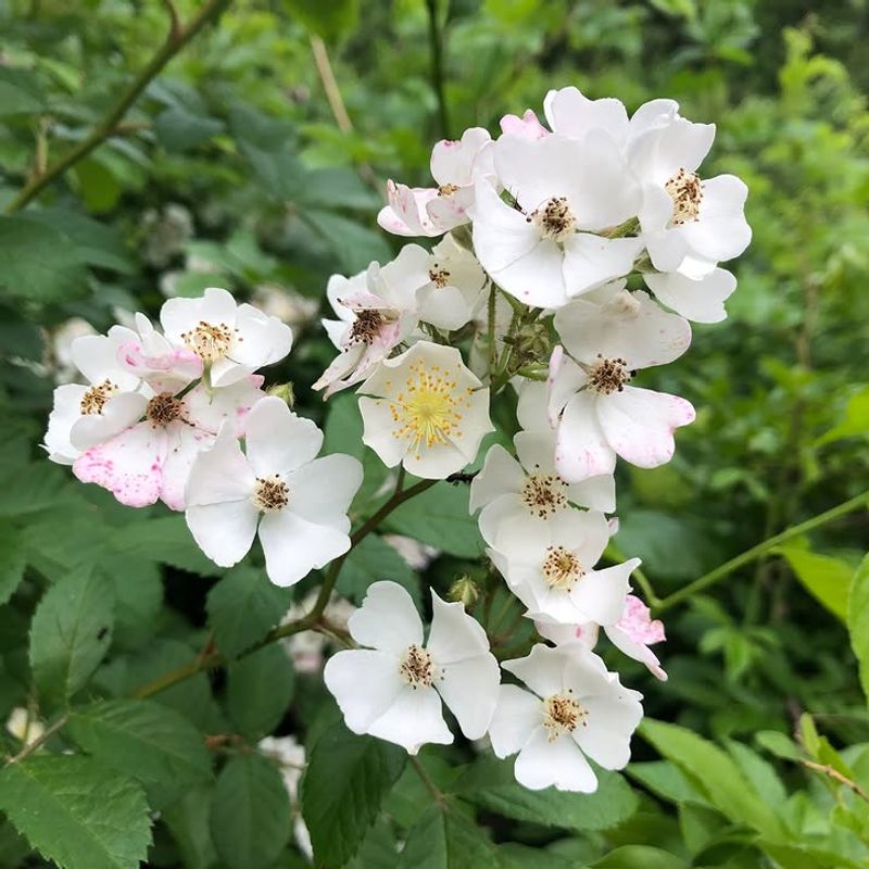 How Multiflora Rose Spreads And Takes Over How Multiflora Rose Spreads And Takes Over