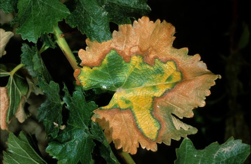 How One Tiny Pest Can Threaten California Grapevines How One Tiny Pest Can Threaten California Grapevines