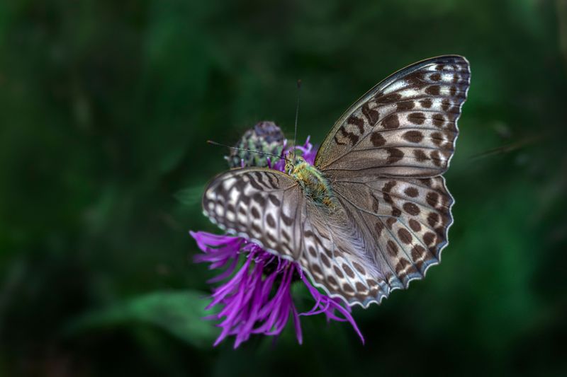 How Pesticides Send Butterflies Away