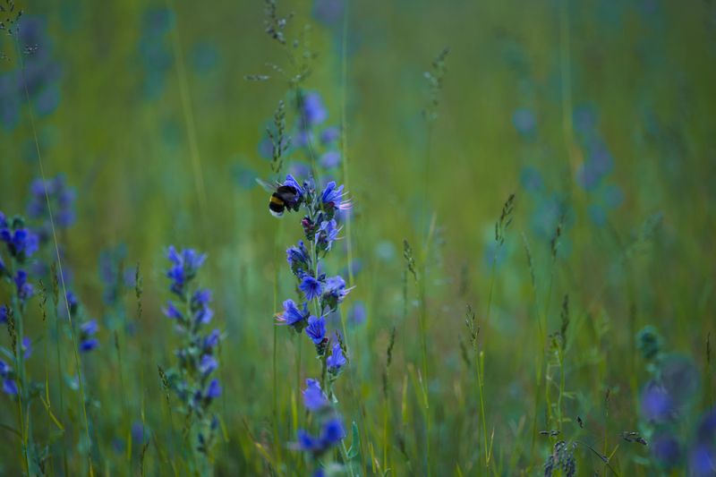 How Pollinators Respond To Rewilded Spaces