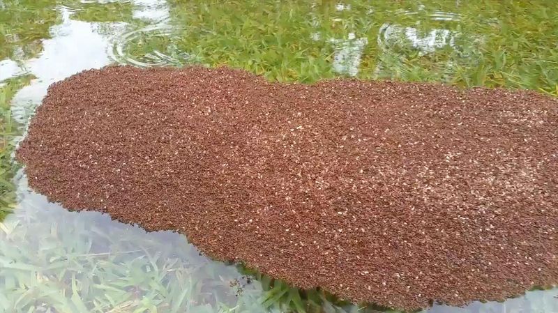 How Rafting Behavior Spreads Ants After Flooding
