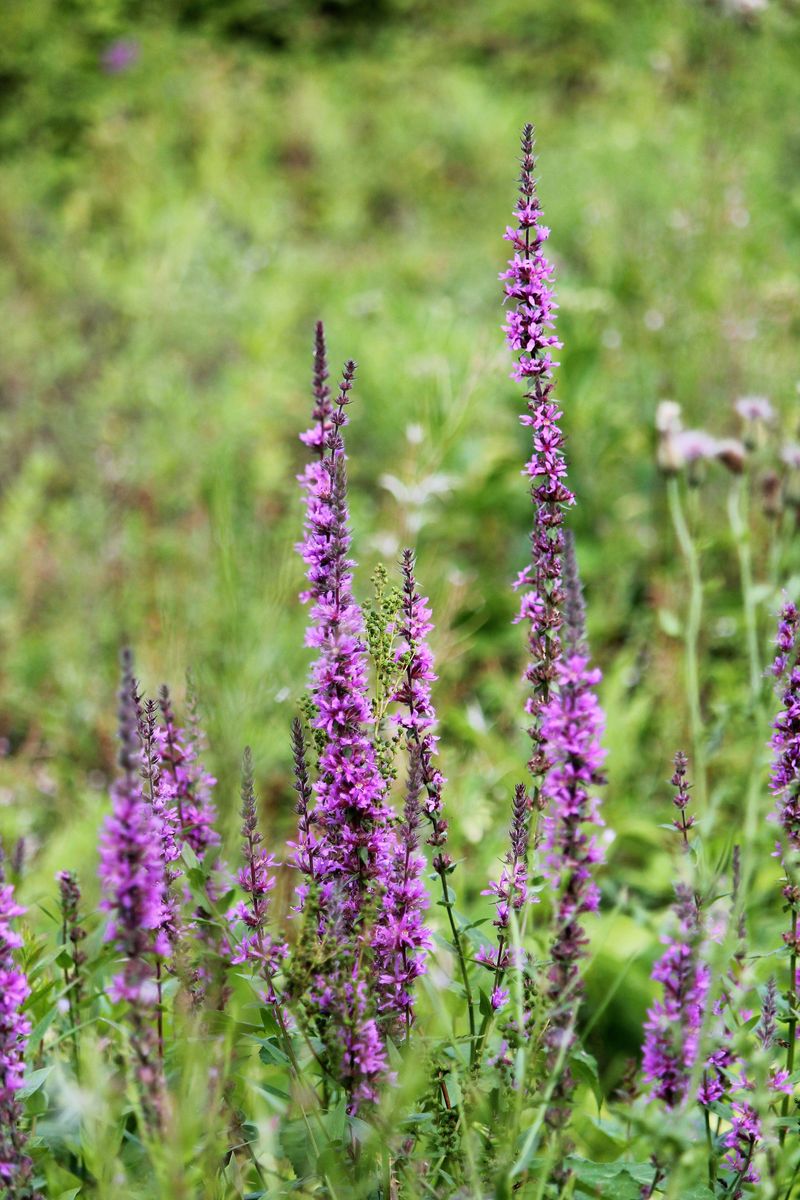 How Some Mixes Introduce Invasive Species How Some Mixes Introduce Invasive Species