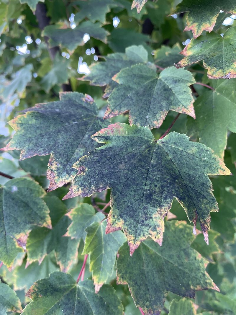 How Sooty Mold And Sap Loss Signal Trouble How Sooty Mold And Sap Loss Signal Trouble