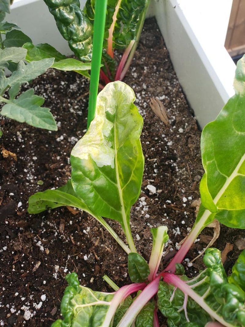 How Spinach Chard And Beet Greens Differ In Susceptibility How Spinach Chard And Beet Greens Differ In Susceptibility