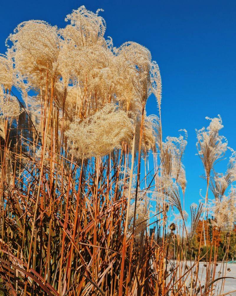 How Standing Stems Help With Snow Catch And Winter Interest
