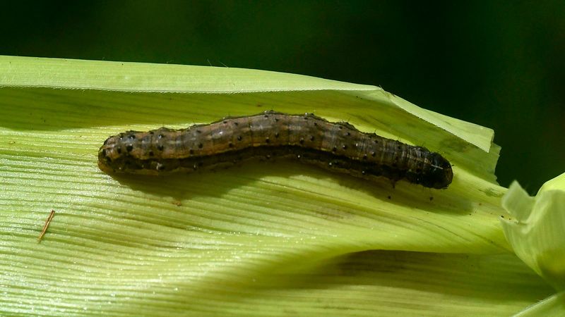 How Storm Fronts Carry Armyworms Across States