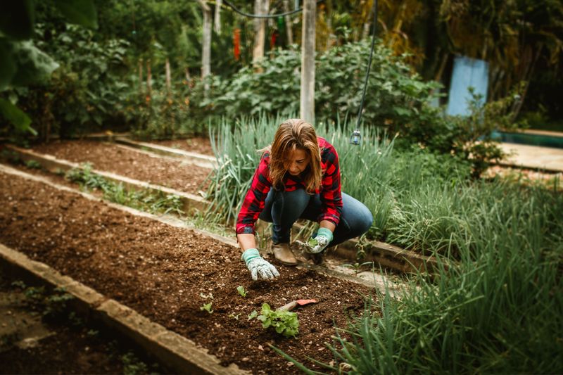 How Succession Seeding Keeps Beds Productive Into Fall