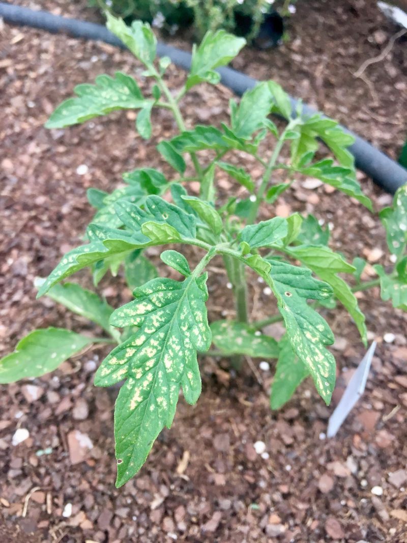 How Sunlight Changes The Way Neem Oil Behaves On Leaves