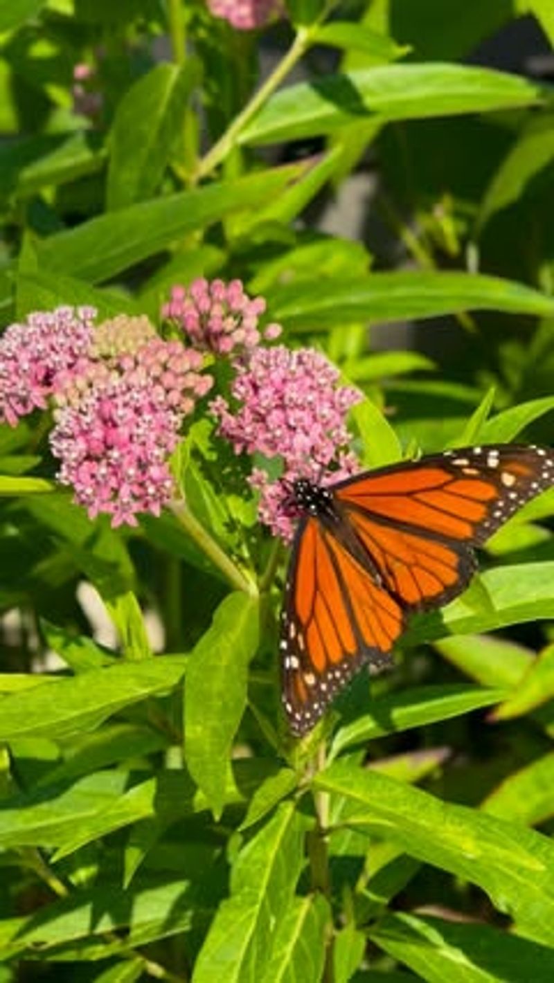 How Swamp Milkweed Supports Butterflies How Swamp Milkweed Supports Butterflies