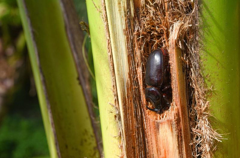 How The Damage Differs From Drought Stress And Nutrient Deficiency How The Damage Differs From Drought Stress And Nutrient Deficiency