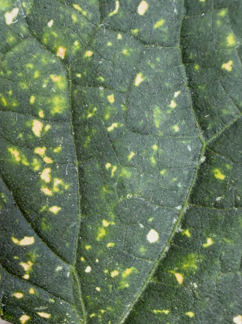 How The Disease Spreads So Quickly How The Disease Spreads So Quickly