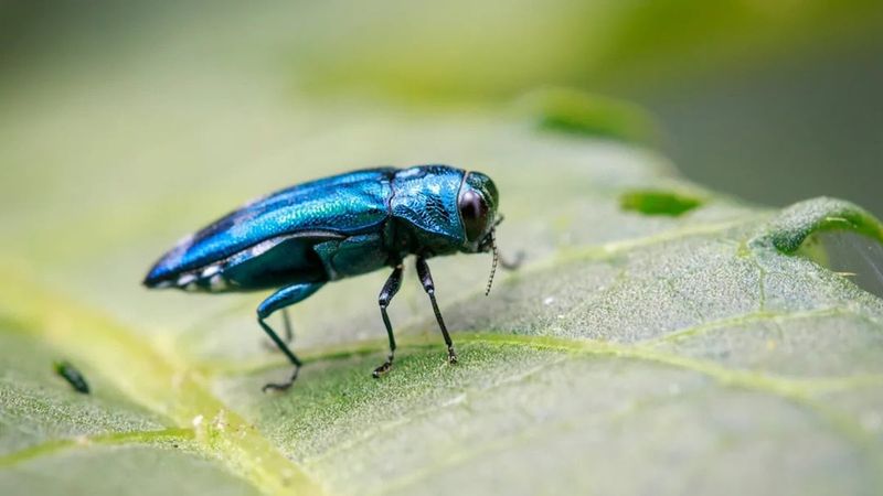 How The Emerald Ash Borer Crosses State Lines Undetected