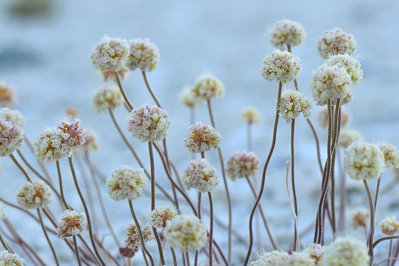 How The Flower Gained Federal Protection