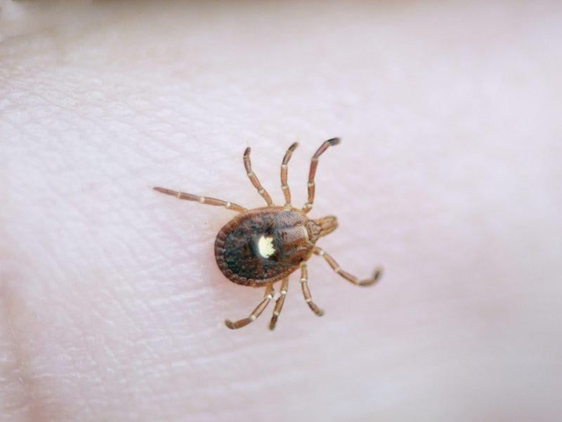 How The Lone Star Tick Spreads This Allergy How The Lone Star Tick Spreads This Allergy